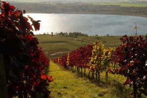 sonniger Weinhang am Geiseltalsee bei Klobikau